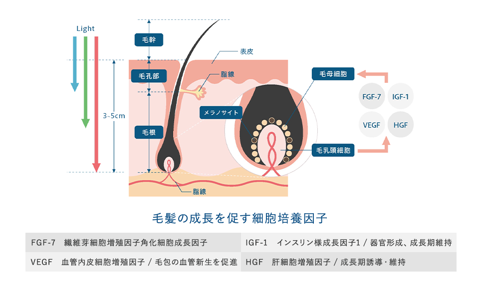 毛髪の成長を促す細胞培養因子